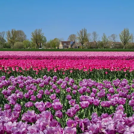 588 Op Recreatiepark De Wielen Alpesi faház *